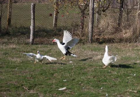 Geese fighting Stock Photos