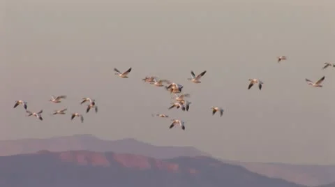 Geese In Flight 5 Stock Footage 10598046