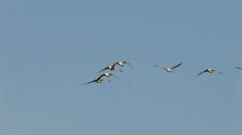 Geese In Flight 6 Stock Footage 10598104