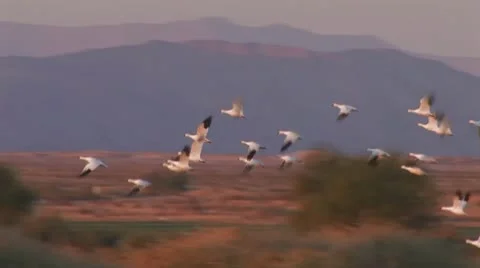 Geese In Flight 7.m2t Stock Footage 10599060