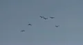 Geese In Flight, Bird, Birds, Fly, Flying HD Footage