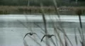 Geese In Flight, Bird, Birds, Fly, Flying HD Footage