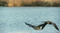Geese in Flight, Bird, Birds, Fly, Flying HD Footage
