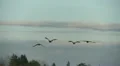 Geese In Flight, Bird, Birds, Fly, Flying HD Footage