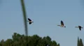 Geese In Flight, Bird, Birds, Fly, Flying HD Footage