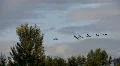 geese in flight HD Footage