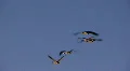 geese in flight HD Footage
