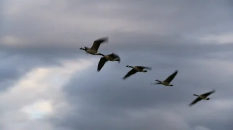 Geese in flight Stock Footage