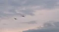 geese in flight HD Footage
