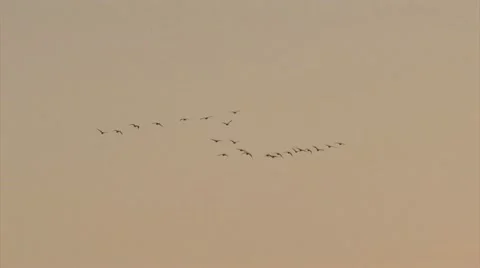 Geese in flight Stock Footage 10727765