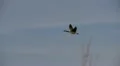 geese in flight HD Footage
