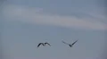 geese in flight HD Footage