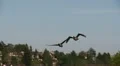 geese in flight HD Footage
