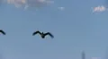 geese in flight HD Footage