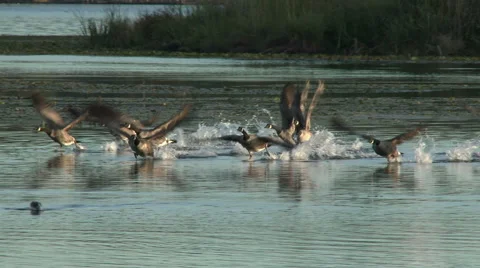 Geese In Flight Stock Footage