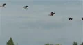 Geese In Flight HD Footage