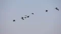 Geese In Flight HD Footage
