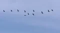 Geese In Flight 4k or 4k+ Resolution