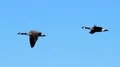 Geese In Flight HD Footage