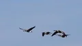 Geese In Flight HD Footage