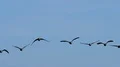Geese In Flight HD Footage