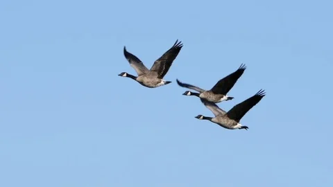 Geese In Flight Stock Video Pond5