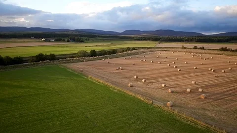 Geese flight Stock Footage 95444966