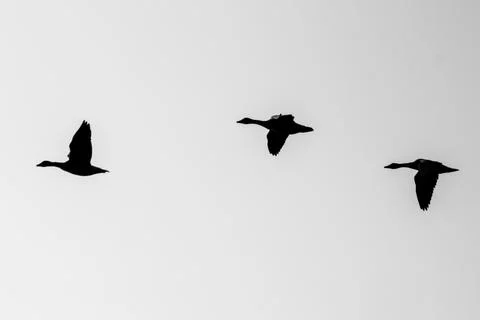 Geese In flight Photos
