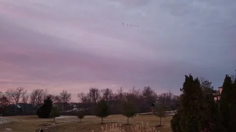 Geese in Flight at sunset Stock Footage 168623442