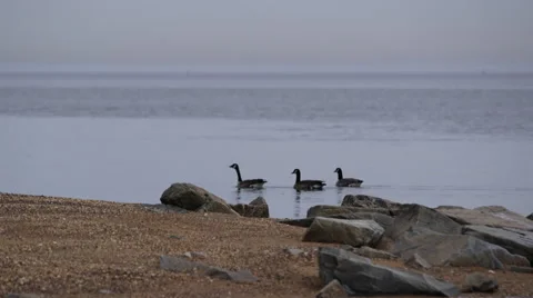 Geese Float Along Shore Stock Footage 61137782