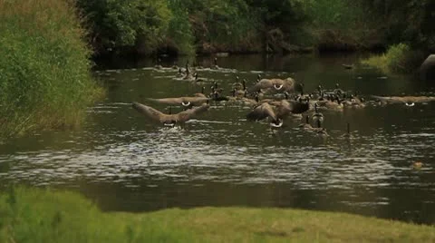 Geese floating down river Stock Footage 10751098