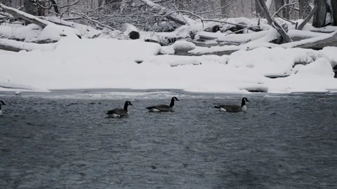 Geese floating down a snowy river 스톡 동영상 302310987