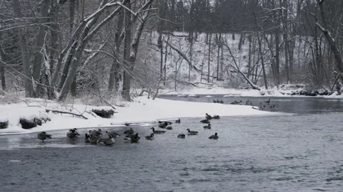 Geese floating on an icy river lined by trees 스톡 동영상 302311415
