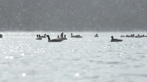 Geese floating in a lake during snowfall Video stock 50673324