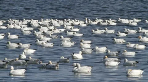 Geese floating in Lake Видео 12033892