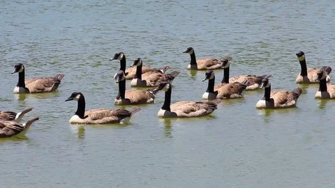 Geese Floating in a Pond Video stock 116129873