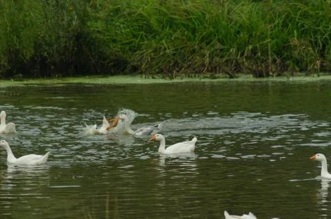 Geese floating in pond Stock Photos