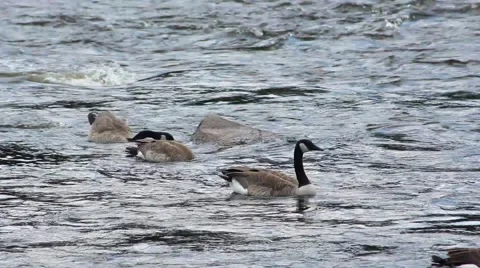 Geese floating in River Current Stock Footage 52790559