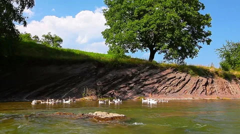 Geese floating on the river. timelapse. Stock Footage 41397059