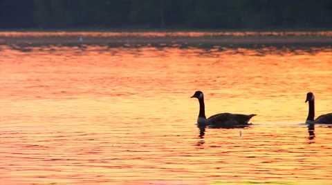 Geese Floating in the Sunset Stock Footage 4007100