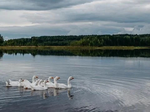 Geese floating on water Stock Photos