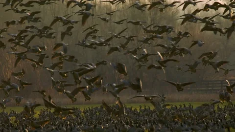 Geese Flock in Oregon Stock-Footage 224734778