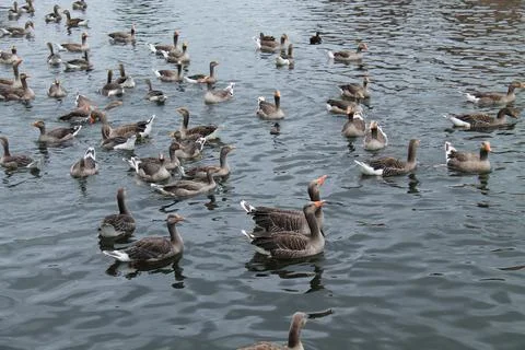Geese Flock. Stock Photos