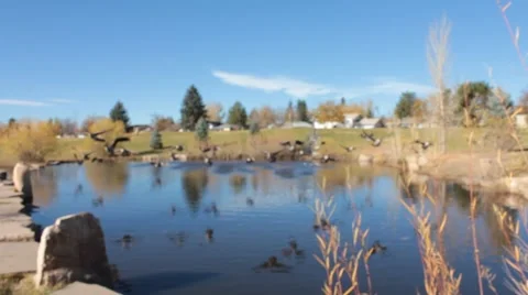 Geese fly Stock Footage 48314407