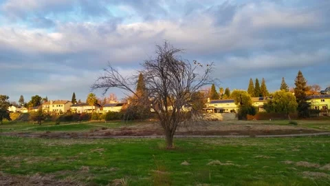 Geese Fly In Stock Footage 146678157