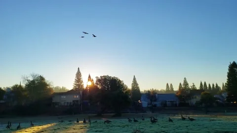 Geese Fly Overhead Video stock 146678214