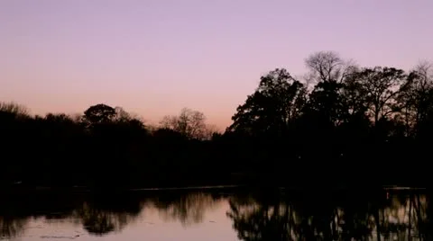 Geese fly through violet sky over pond and trees Stock Footage 12372812