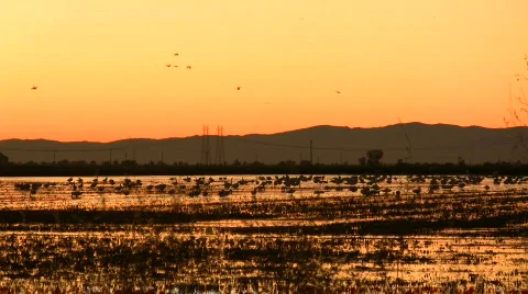 Geese flyby during sunset Stock Footage 306219
