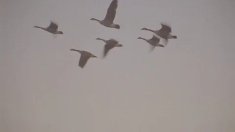 Geese Flying Away Stock Footage