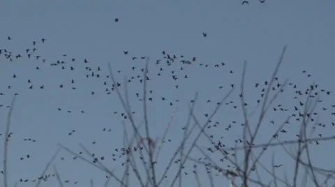 Geese Flying Away through Branches Stock Footage 36571816